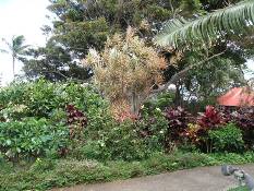 02_Hawaii_2 148.jpg (104921 bytes)